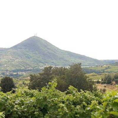 Borin_Vini_e_Vigne___Colli_Euganei.jpg